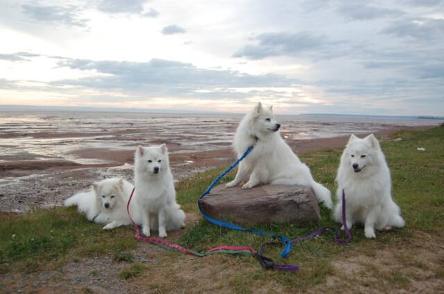 Jasper, Tess, Digby and Maggie in Grand Pre, Nova Scotia