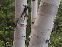Birch at our  cottage at Pine Cliff Resort.